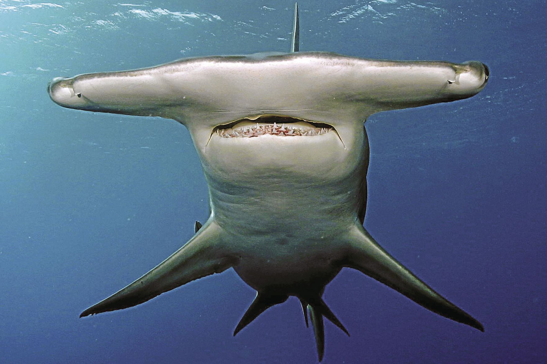 Sharks